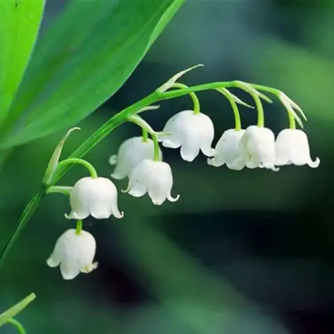 Lily of the Valley Orange Easy Grow Plant - for planting in home garden